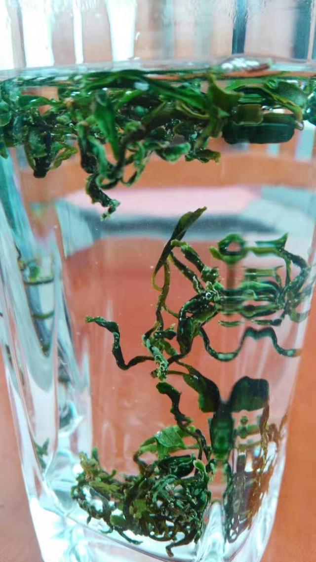 引种途中一见如故，园艺品种引种与研发之路上那些鲜为人知的事情