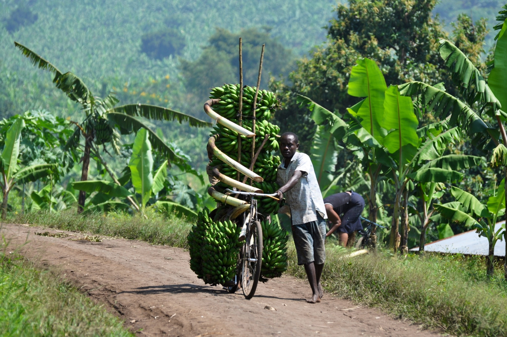 非洲小伙骑中国自行车创业运输香蕉一天赚5美元就能养活全家