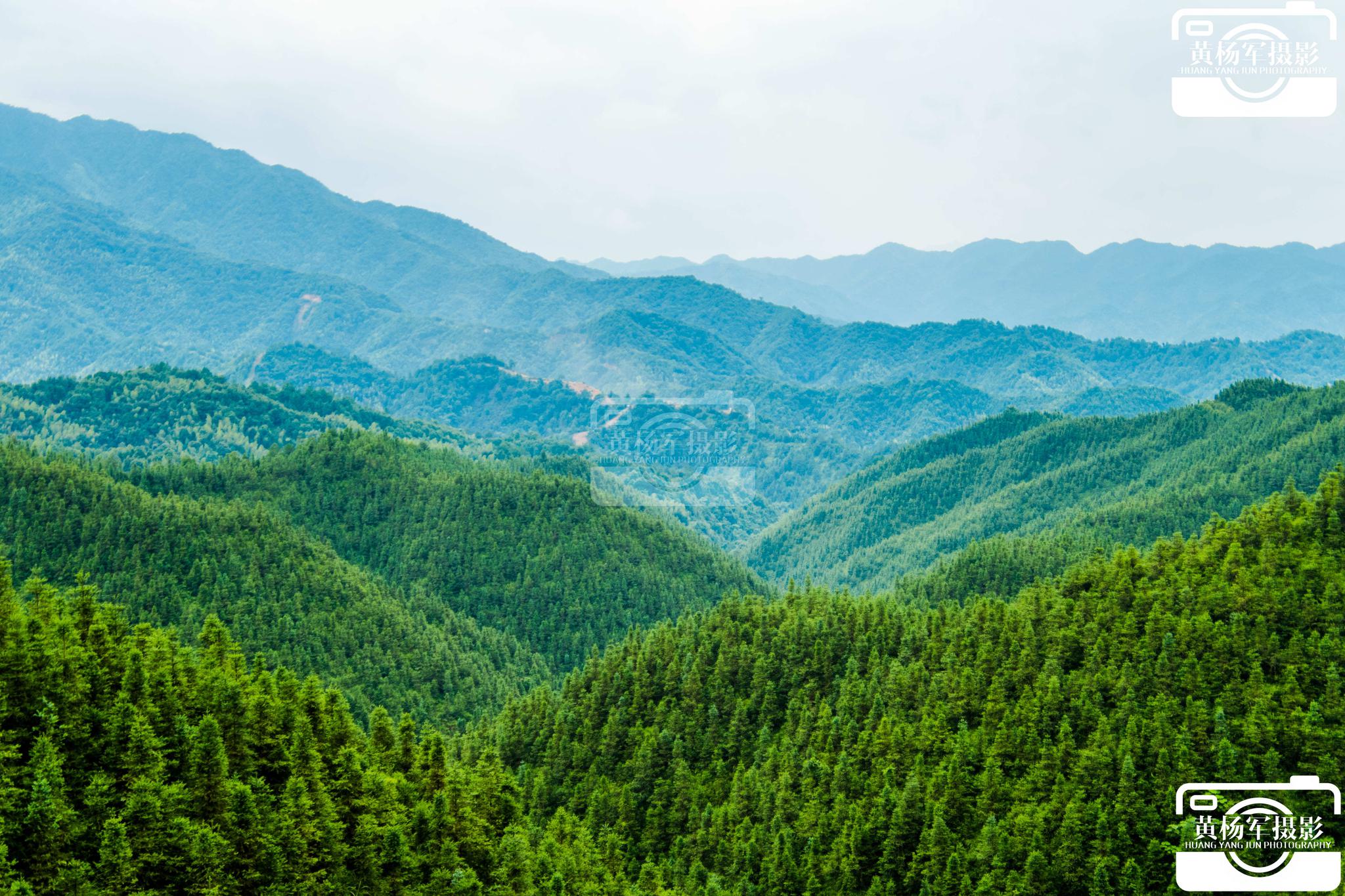 风吹树