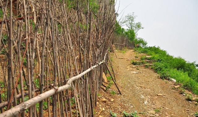 散文:篱笆墙围起来的农家小院,醉心就是这种安谧祥和的田园情境