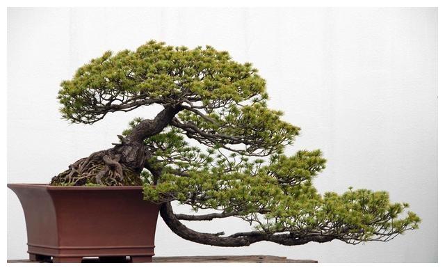 如何选择盆景素材,这3点最“关键”,初学必看!