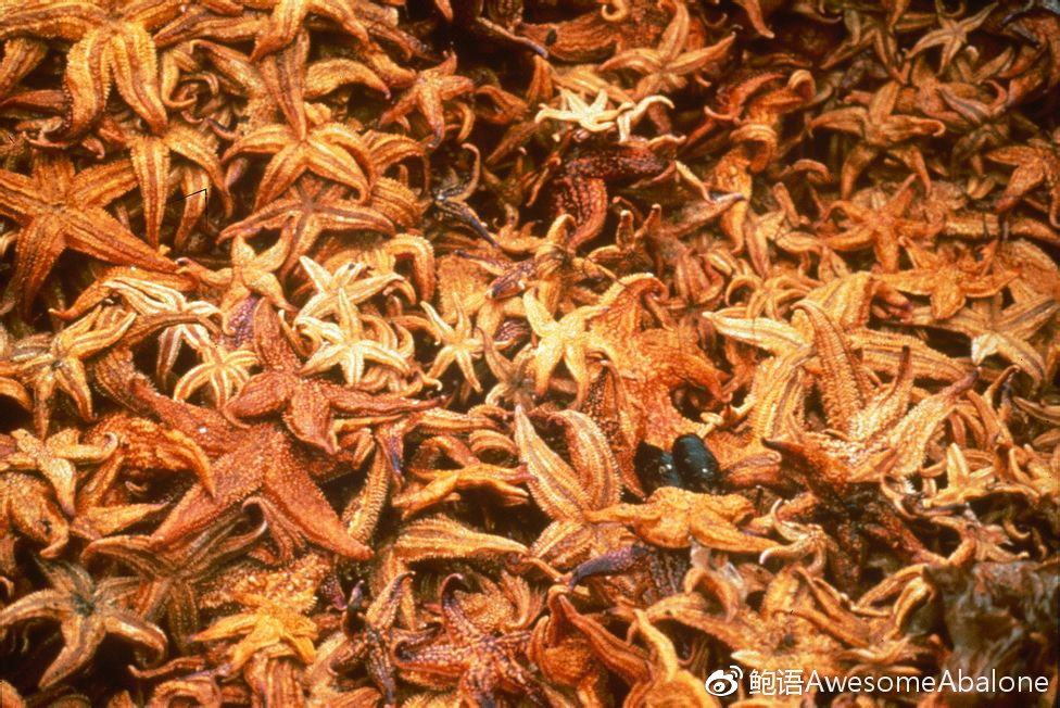 谁动了我的鲍鱼?海星大军来袭! 谁动了我的鲍鱼?海星大军来袭!