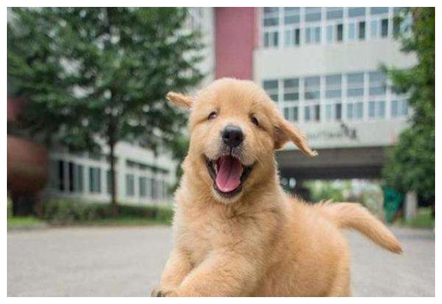 金毛宝宝不小心打碎了杯子,金毛妈妈让它们罚