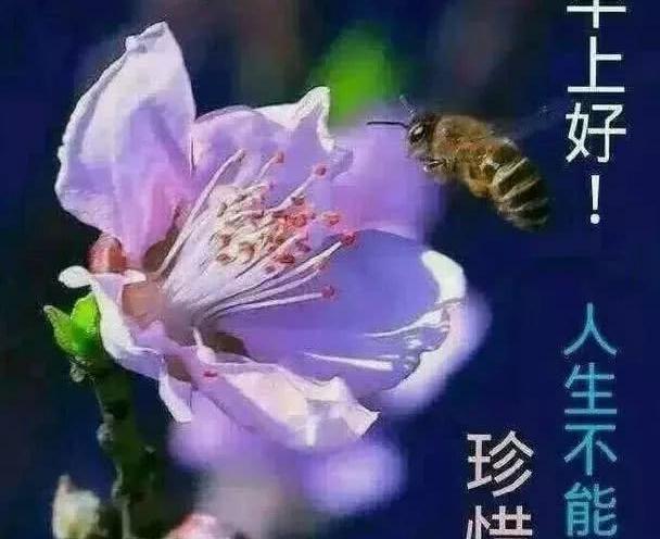早上好唯美问候语 早安祝福语漂亮图片