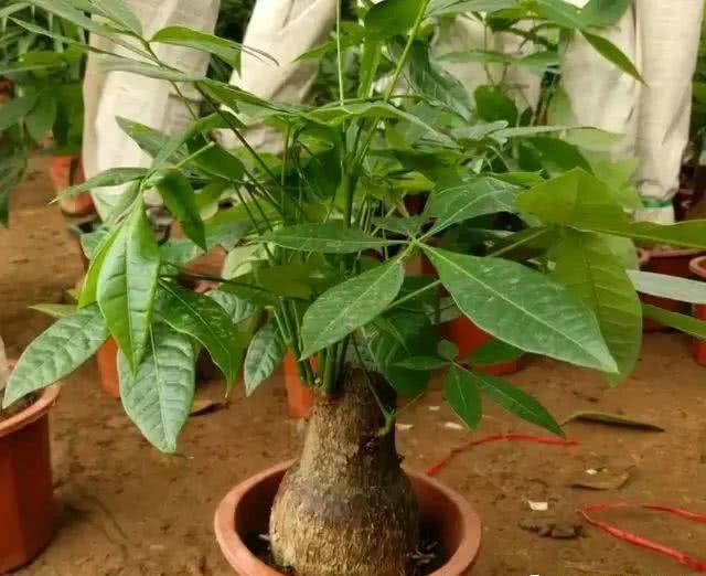 养十几年的发财树第一次看到开花,想不到发财树开花很