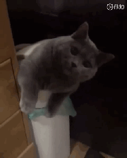 使用垃圾桶前,要先敲一敲,小心有猫钻出来