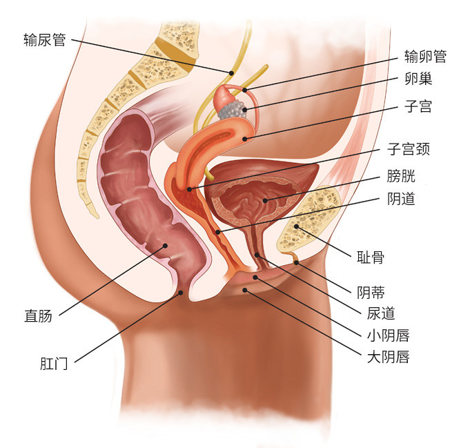 这些沙雕的卵巢保养大法，你居然还真信了?