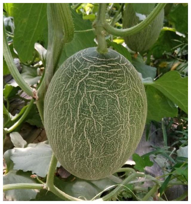 西州镇人口_人口普查