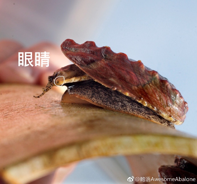 如果剪掉鲍鱼的一只眼睛，会发生什么？