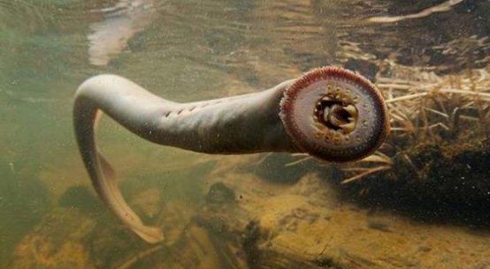 世界上最恐怖的4种水生生物,被七鳃鳗咬一口,能扯下一