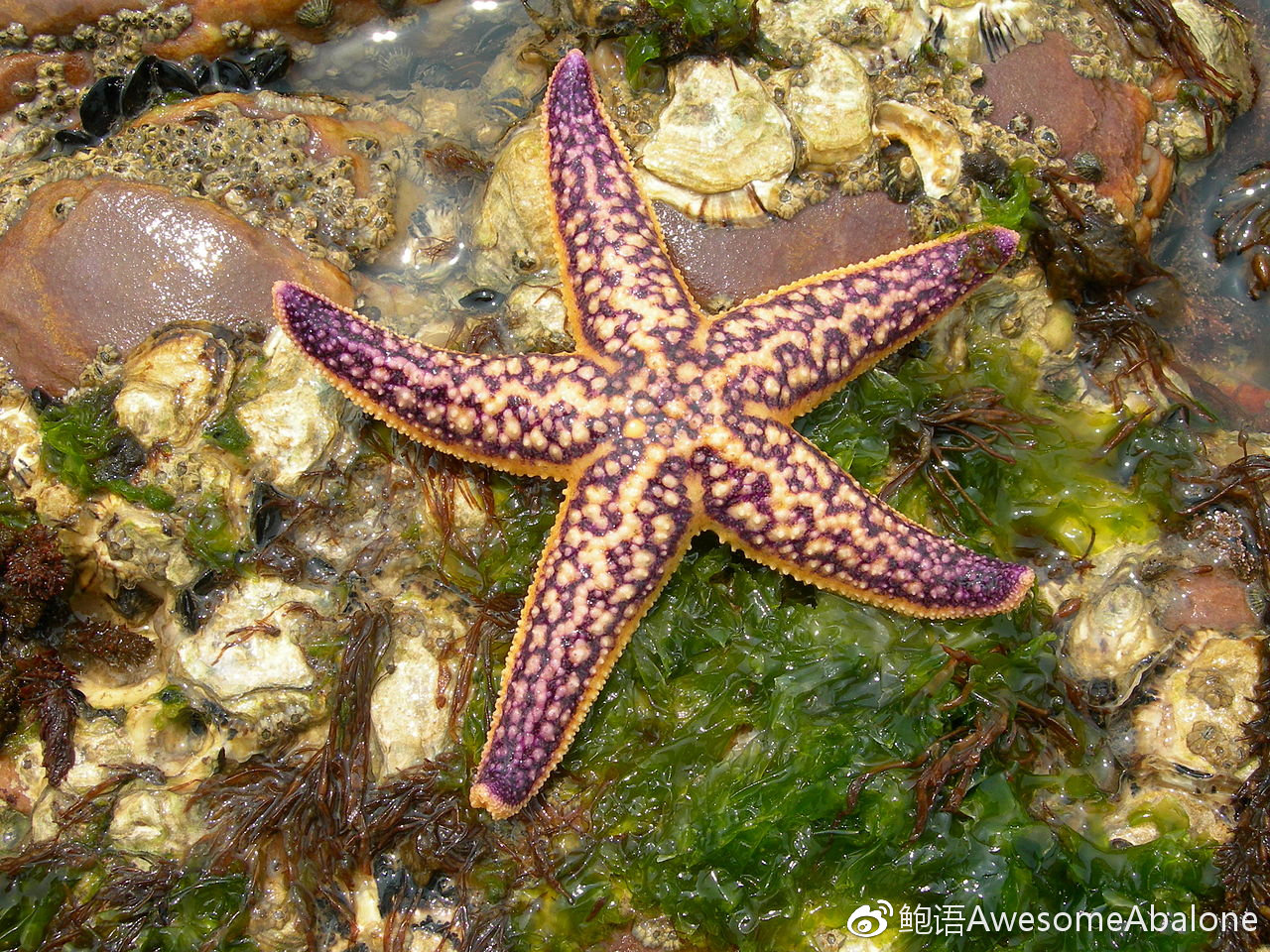谁动了我的鲍鱼?海星大军来袭! 谁动了我的鲍鱼?海星大军来袭!