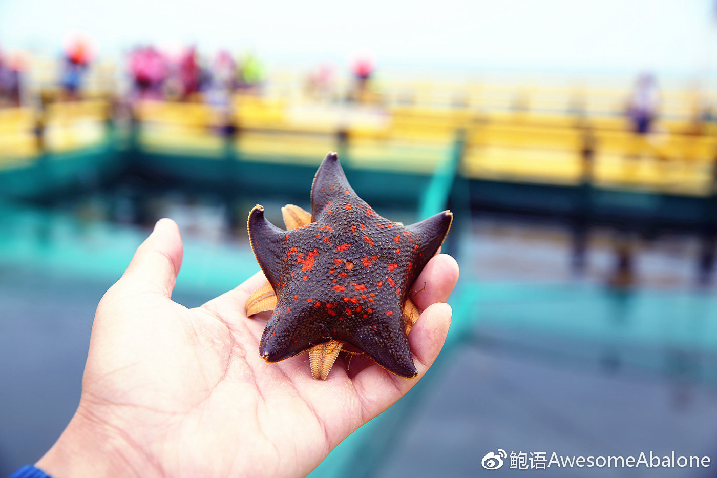 谁动了我的鲍鱼?海星大军来袭! 谁动了我的鲍鱼?海星大军来袭!