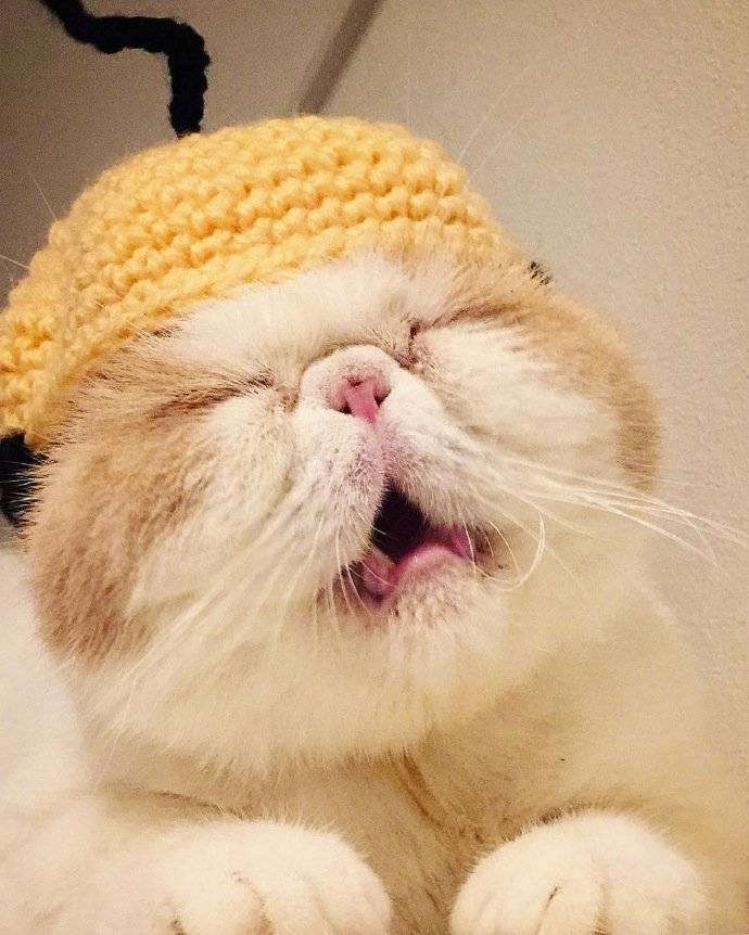 一只爱睡觉的猫,我不是困了,只是眼睛睁不开.