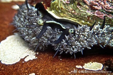 如果剪掉鲍鱼的一只眼睛，会发生什么？