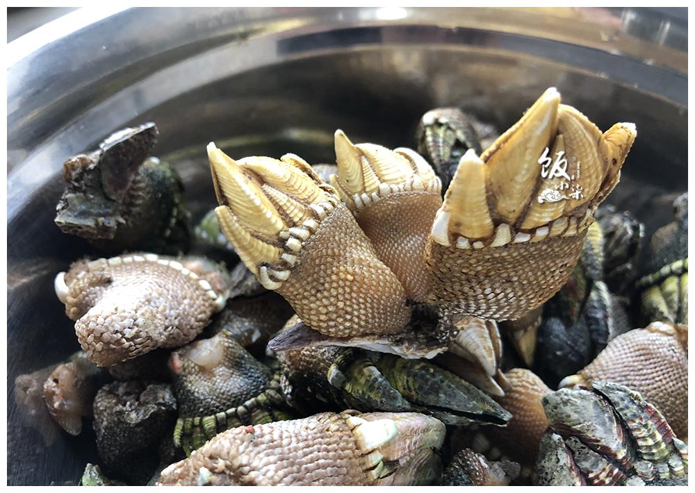 这海鲜十分难得，上百元一斤，人们冒着生命危险都要去捕捞！