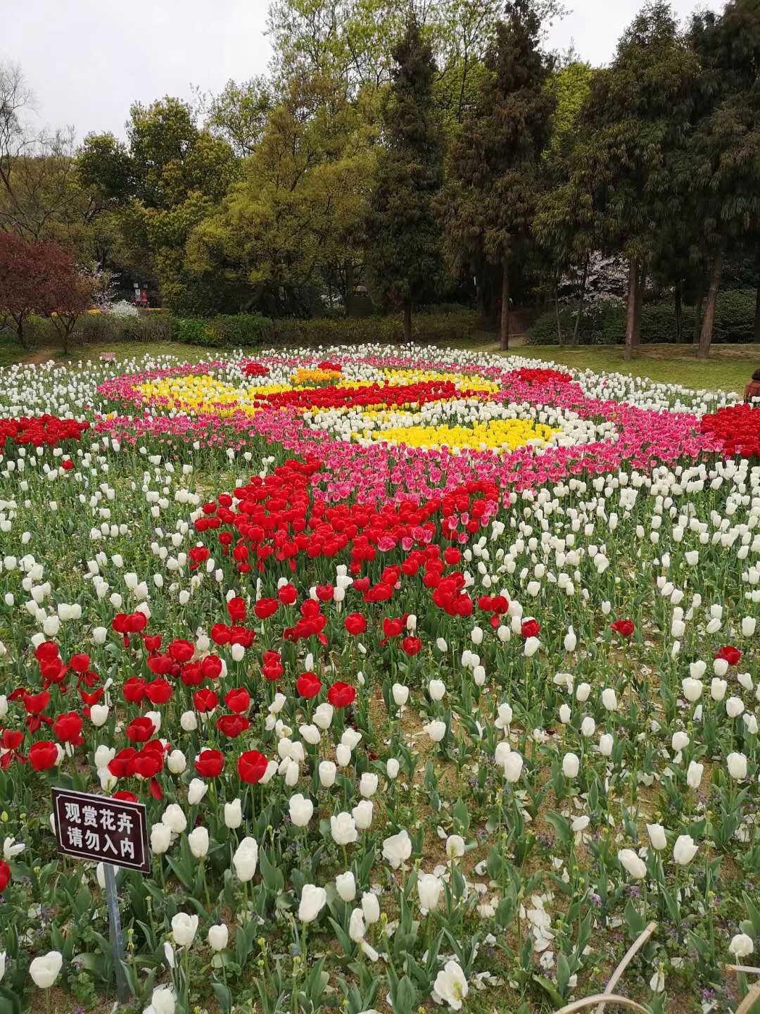 看郁金香不用去荷兰,无锡梅园景区的郁金香已