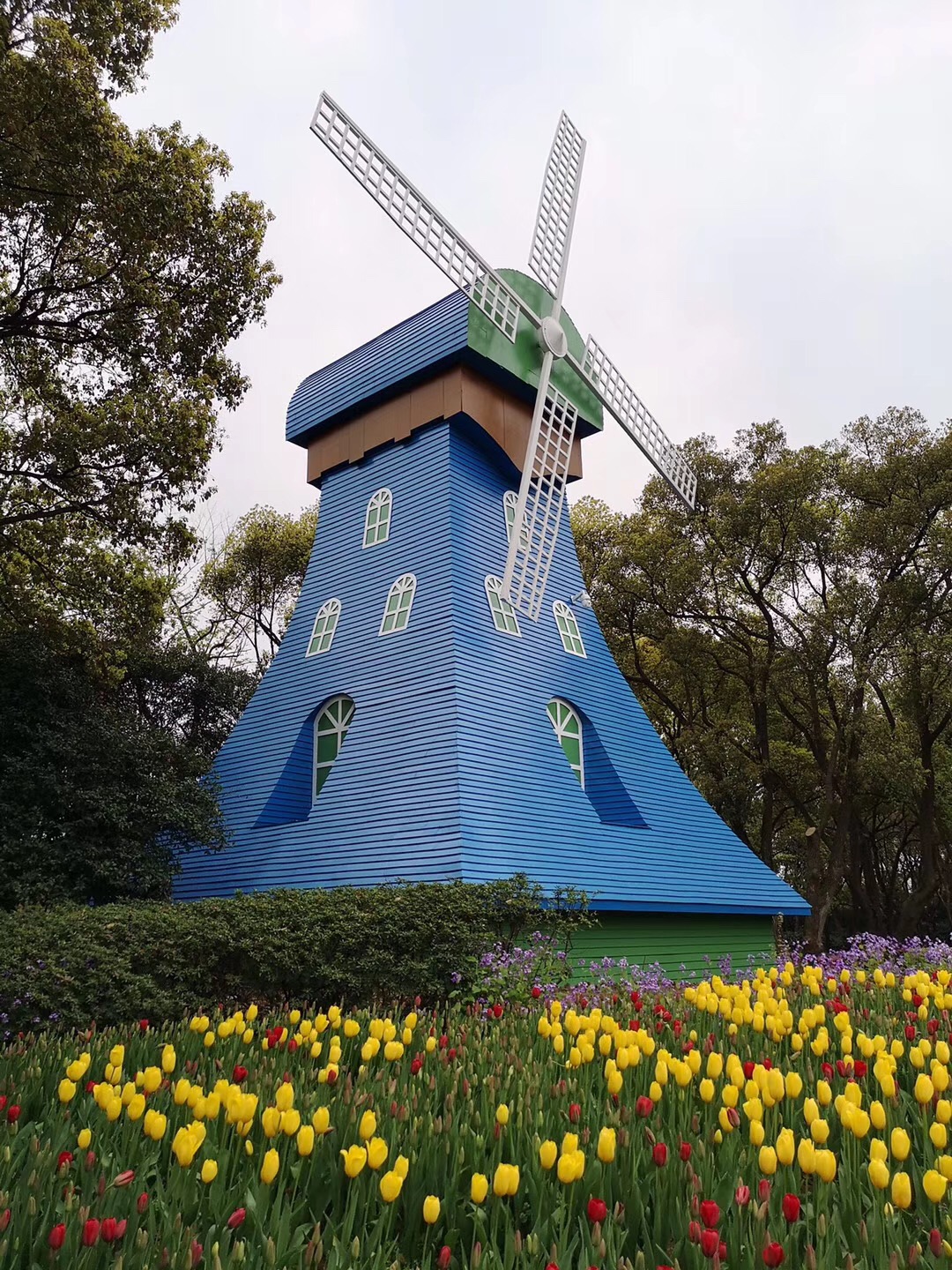 看郁金香不用去荷兰,无锡梅园景区的郁金香已