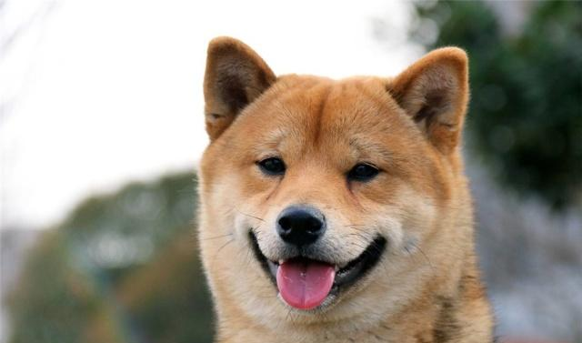 中型犬和大型犬哪个难养？你要看一看它们的一些特点，新手要明白