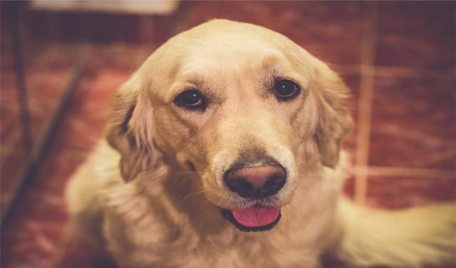 中型犬和大型犬哪个难养？你要看一看它们的一些特点，新手要明白