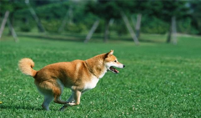 中型犬和大型犬哪个难养？你要看一看它们的一些特点，新手要明白