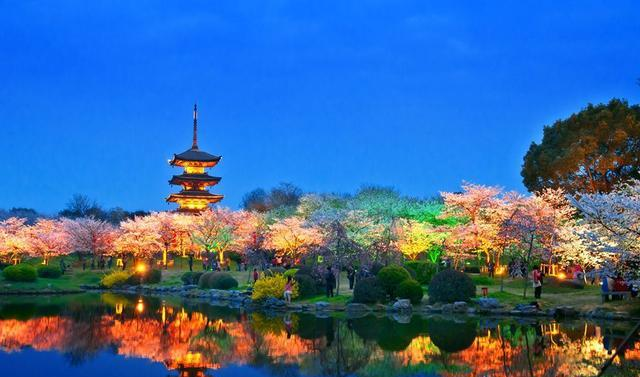 疫情过后,我们去武汉看樱花吧,武汉必游五大赏樱景点