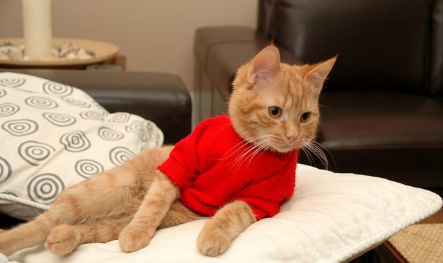 把2个月大的小猫放在笼子里,它很怕我,还要咬