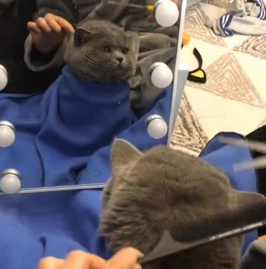 给猫猫整个平头,剪到一半在镜中看到蓝猫的眼神,弱小又委屈!