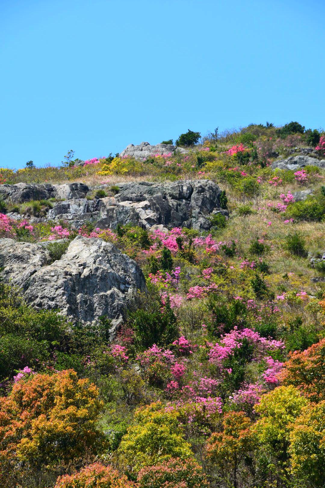 清明天气特好,乌坑满山粉色的杜鹃花与蓝天相映衬特别