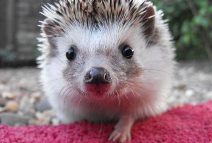 动物世界: 爱吃蛇的刺猬是怎样繁殖的? 太可爱啦