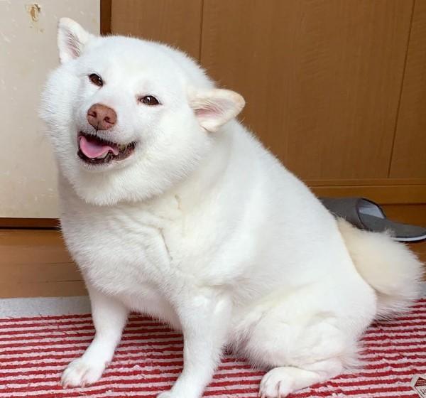 日本有一只白色柴犬最近在网络上掀起一波旋风,并非牠有特别技能,而是