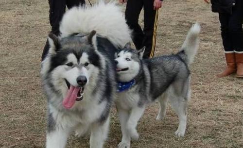 哈士奇排名_哈士奇智商排名(3)