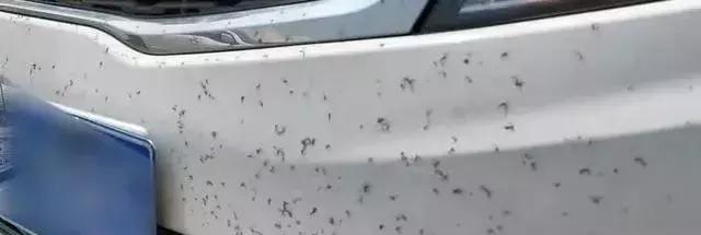 夏天晚上跑完高速 有这种情况及时去洗车