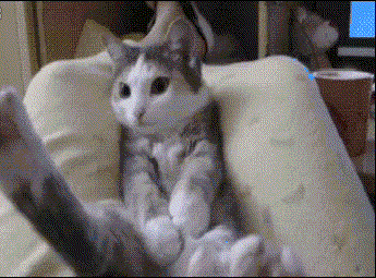 搞笑gif趣图 给猫闻了一下榴莲糖之后