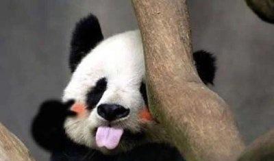 传说黄帝大战蚩尤，黄帝的坐骑帮了很大的忙，而蚩尤的却……