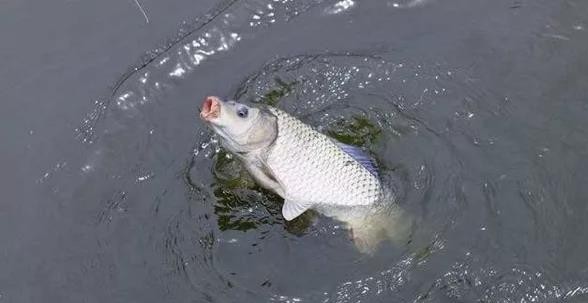 野钓鲤鱼,浮漂应该这样调,漂相清晰中鱼率飙升|鲤鱼|调漂|饵料_新浪网