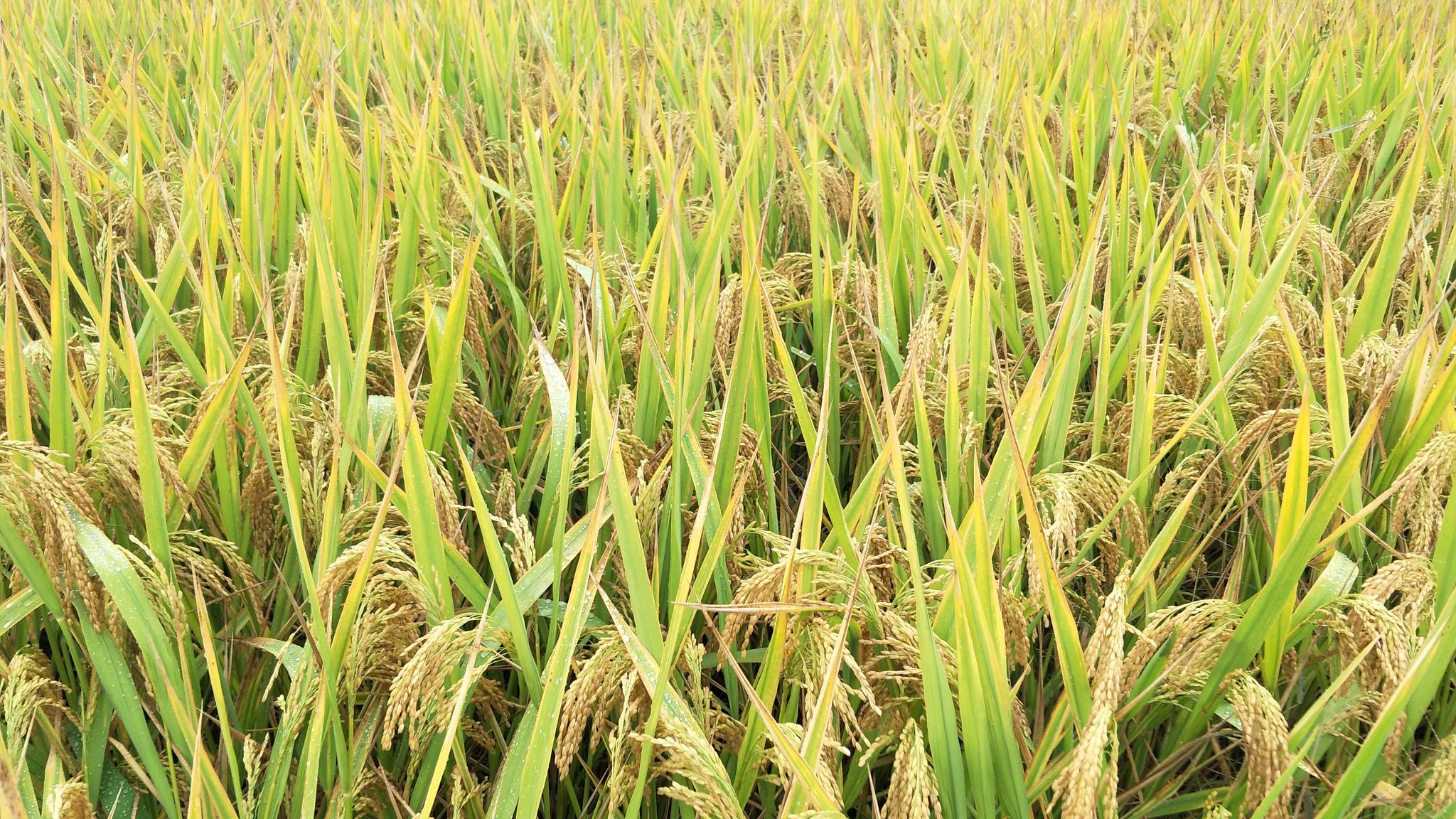 最爱垄头麦 丰收豫南始 我省8500多万亩小麦开启“收获季” - 发改工作 - 信阳市发展和改革委员会