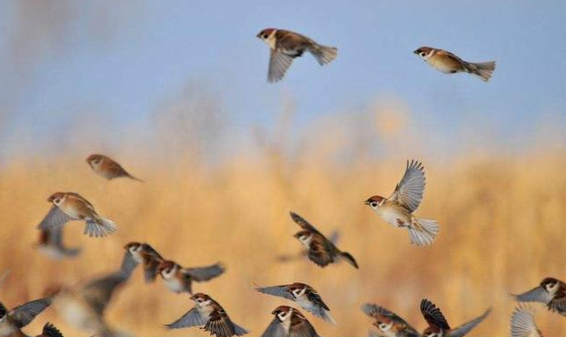 麻雀的寿命有多长,为什么很少看见死去的麻雀?...