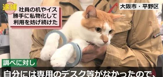 日本橘猫消防公司任职 违反工作条例却成了网红 条例 橘猫 公共关系 新浪新闻