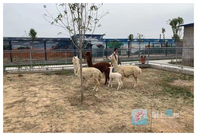亳州动物园的神兽"草泥马"生宝宝啦