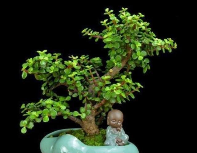 美丽玉树盆景,春季咋管理?咋蟠扎造型?
