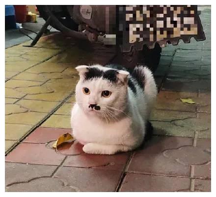 奶牛猫丑到自带表情包!2020第一批丑猫出炉,一般人吸不动