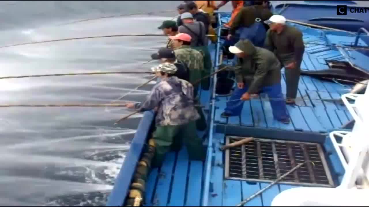 国外渔民用鱼竿钓金枪鱼一下一头令人羡慕