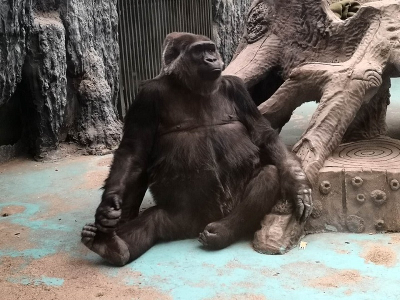 大猩猩尼寇：郑州市动物园的镇园之宝