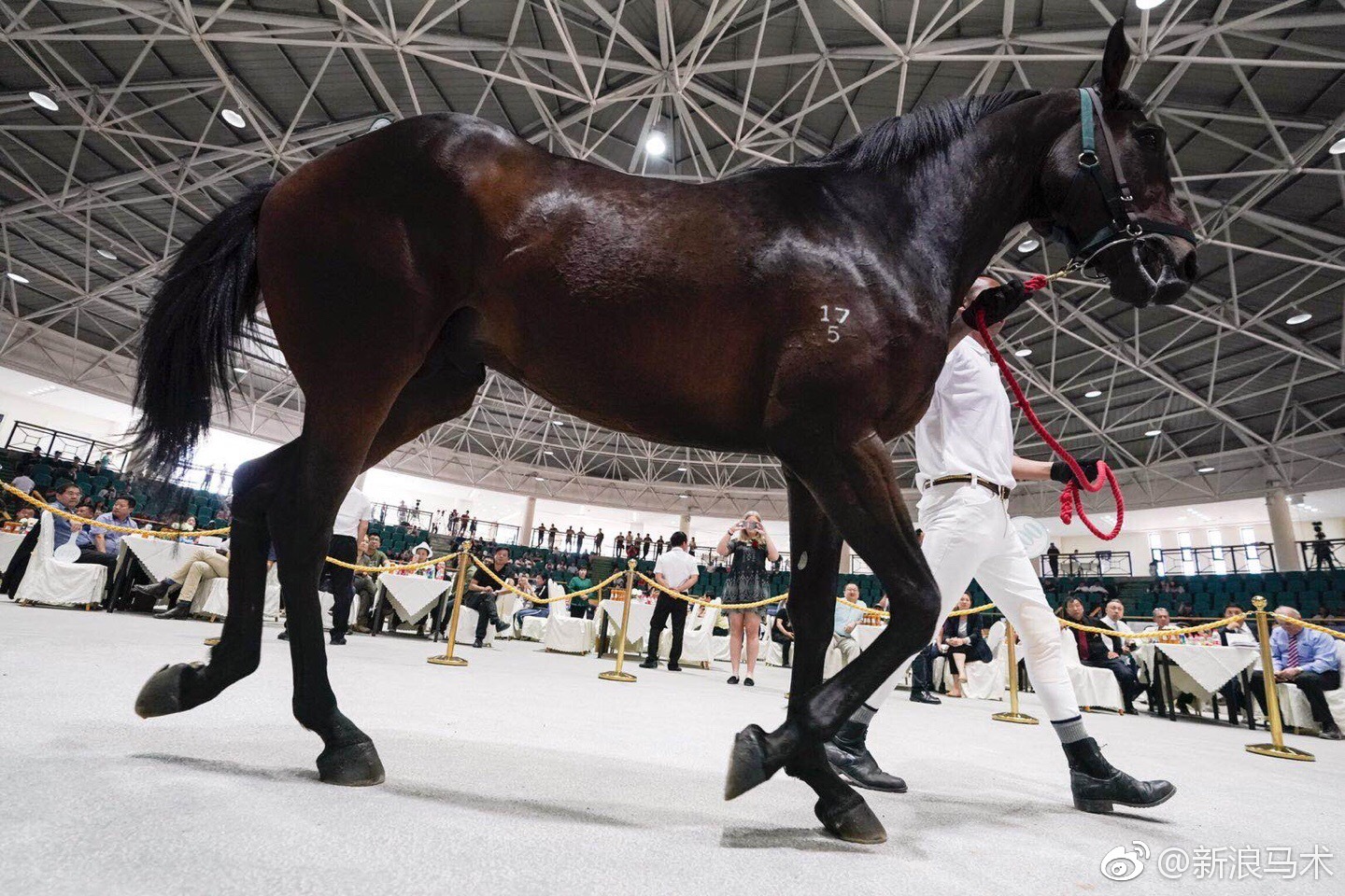 2018玉龙纯血马拍卖会的盛况!现场成交金额人