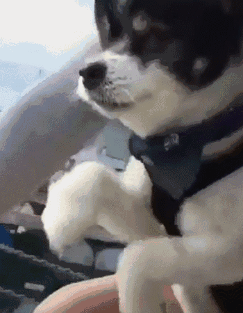 壁纸 动物 狗 狗狗 350_450 竖版 竖屏 手机 gif 动态图 动图