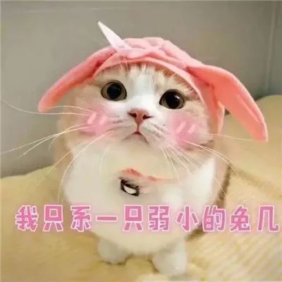 聊天表情包套图:萌猫咪表情包