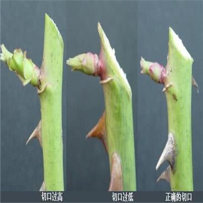 月季修剪后黑杆要这样做，不然会一黑毁所有