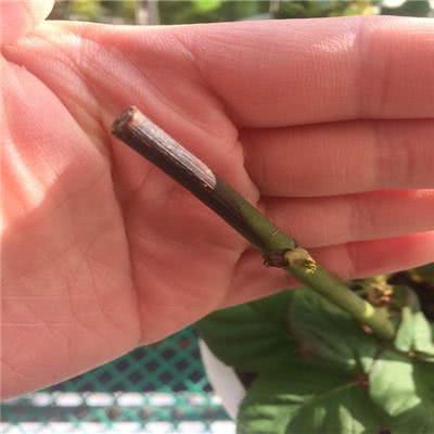 月季修剪后黑杆要这样做，不然会一黑毁所有