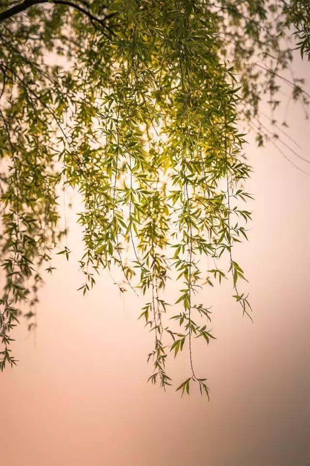 浅春柳韵(太美了|春花|杨柳|新绿_新浪新闻