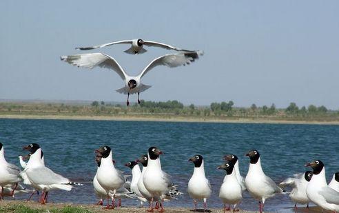 榆林市神木红碱淖的传说